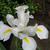 Iris sanguinea
