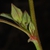 Hairy stem and buds (Guilford County, NC)-Late Summer