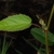 Leaves (Guilford County, NC)-Late Summer