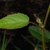 Leaves (Guilford County, NC)-Late Summer