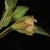 Side view of flower (Guilford County, NC)-Late Summer