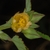 Flower close-up (Guilford County, NC)-Late Summer