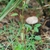 Form in bloom (Guilford County, NC)-Late Summer