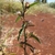 Erect unbranced stem with leaves and flowers in axils