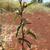 Sida spinosa