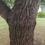 Bark