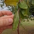 Leaves in Nov. in Texas