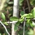 Leaves and stem with thorns
