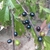 Maturing fruits