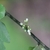 White flowers