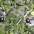 Maturing fruits