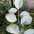 Silvery underside of leaves