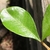 Upper leaf surface