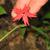 Silene virginica