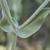 Hairy stems