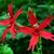 Silene virginica
