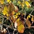 Silky dogwood fall foliage insignificant color