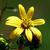 Silphium asteriscus