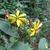 Silphium asteriscus