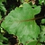 Leaf close-up (Pleasant Garden, NC)-Late Summer