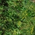 Yellow flowers (Pleasant Garden, NC)-Late Summer
