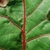 Leave close-up with red midrib (Pleasant Garden, NC)-Late Summer