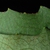 Lobed margin (Pleasant Garden, NC)-Late Summer