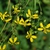Yellow flowers (Pleasant Garden, NC)-Late Summer