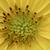 Close up of flower