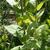 Leaves and stem