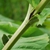 Stem and leaf sheath forming a cup (Niagara Falls, ON)-Late Summ