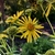 Sunflower like composite flowers