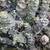 Silvery leaves