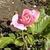 Simplicity Rose flower and leaves