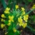 Sinapis arvensis