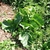 Sinapis arvensis