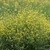 Sinapis arvensis