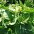 Sinapis arvensis