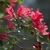 Funnel-shaped red flowers and small glossy green leaves
