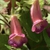 Pink Pockets - Flowers - Wake Co., NC