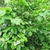 Shrub with coarse foliage & large white flowers.