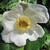 Single flower with broad outer tepals & smaller inner tepals.