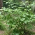 Shrub with coarse foliage & large white flowers.
