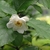 Single flower with broad outer tepals & smaller inner tepals.