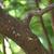 Bark