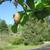 Woody drupe - Spring