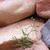 Sisymbrium irio