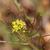Sisymbrium irio