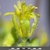 Sisymbrium irio