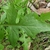 Sisymbrium irio
